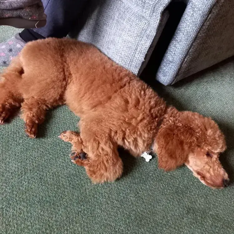 Poodle (Miniature)
