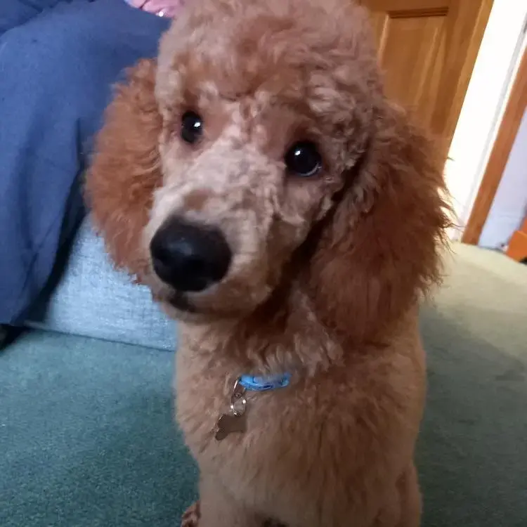 Poodle (Miniature)