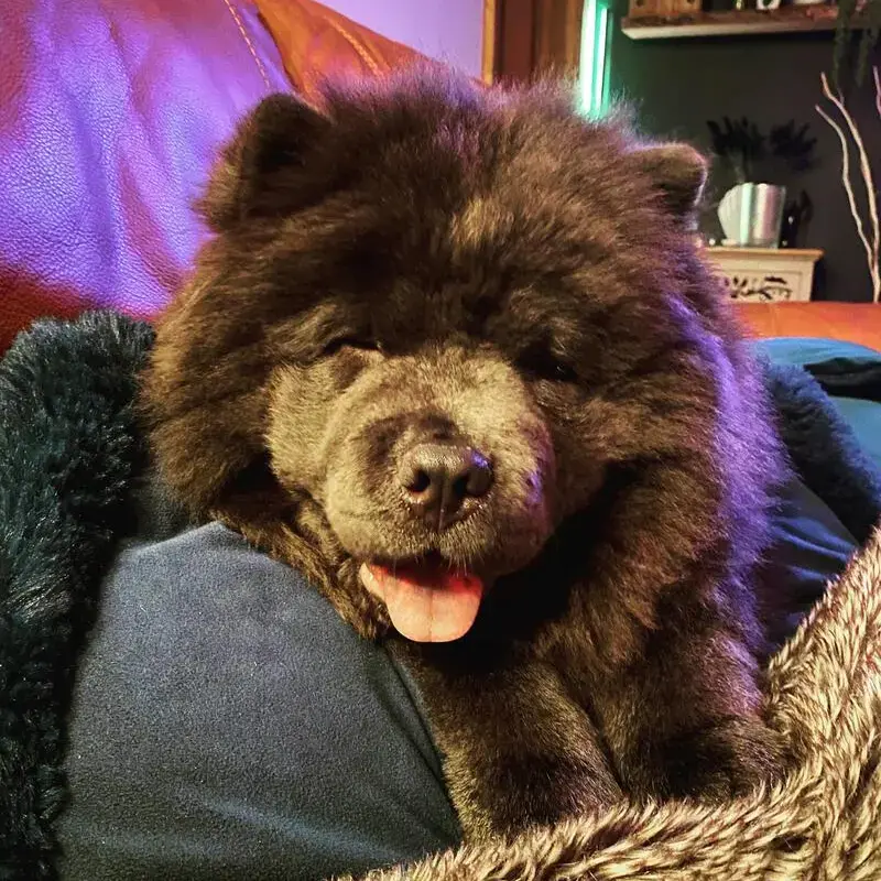 Chow Chow