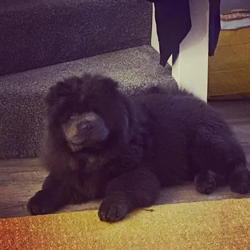 Chow Chow