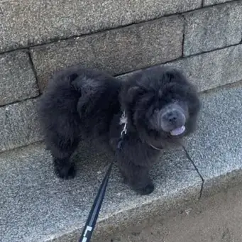 Chow Chow