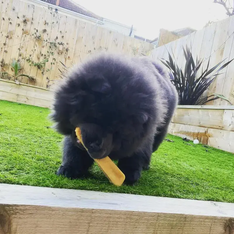 Chow Chow