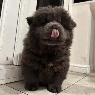 Chow Chow