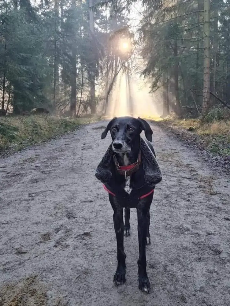 Lurcher