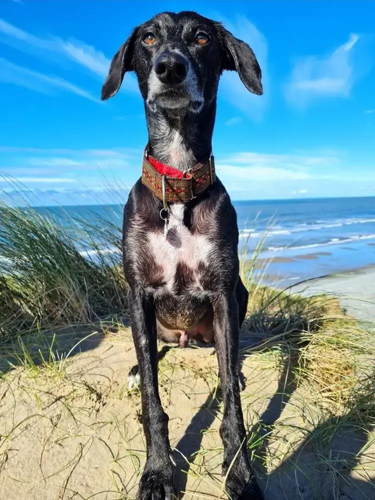 Lurcher
