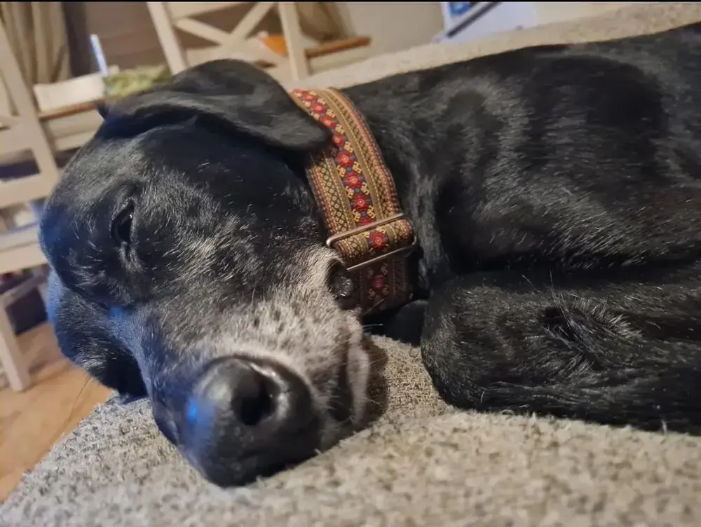 Lurcher