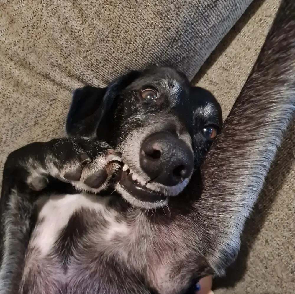 Lurcher