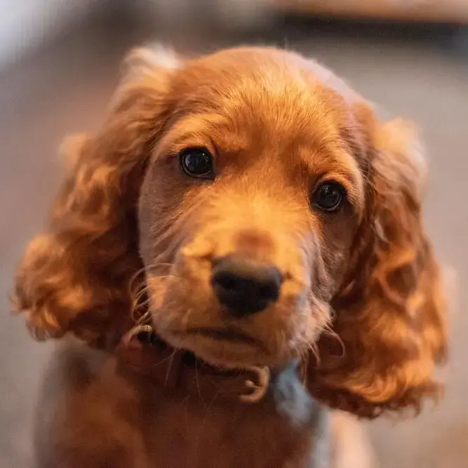 Cocker Spaniel (English)