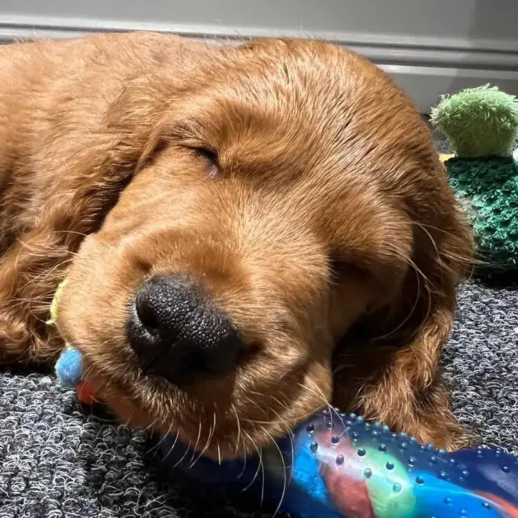 Cocker Spaniel (English)