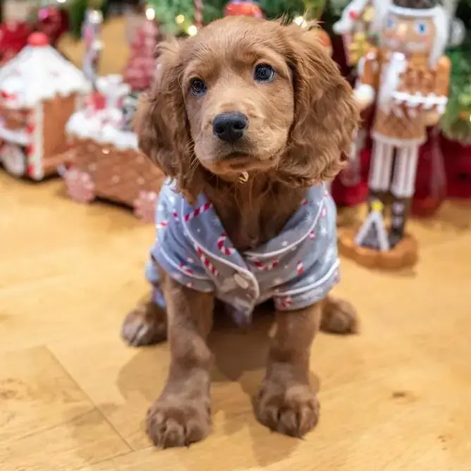Cocker Spaniel (English)