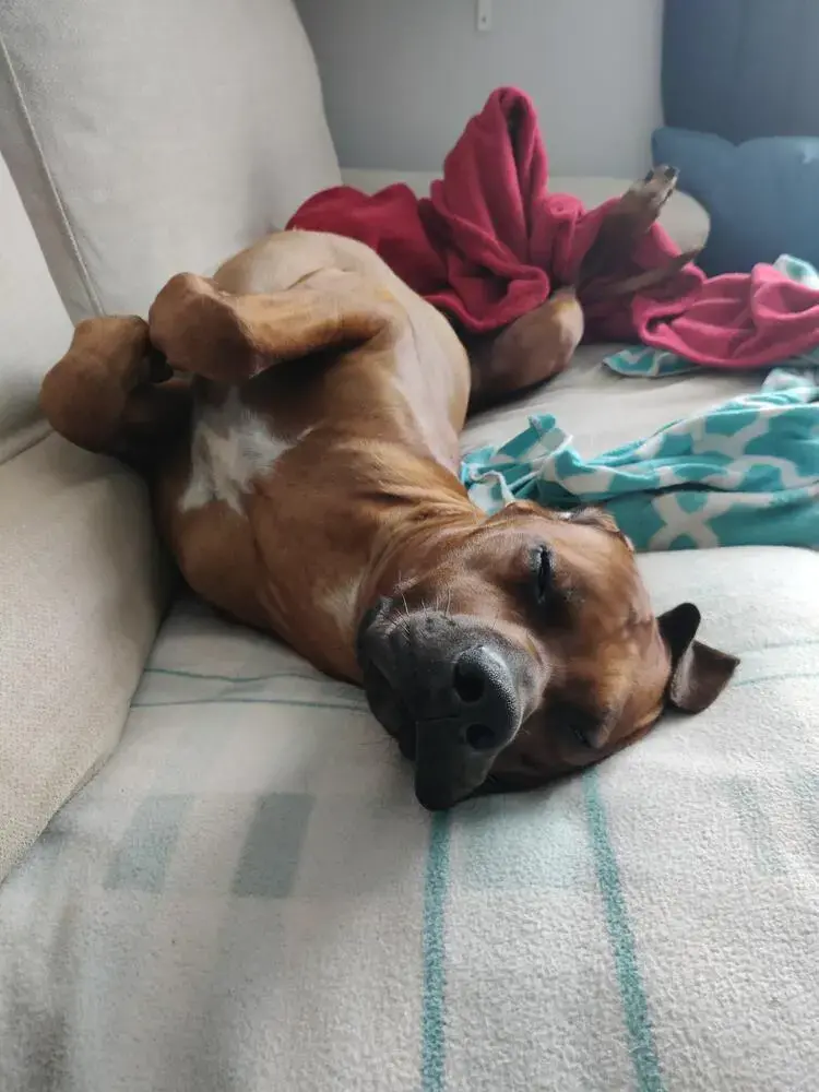Rhodesian Ridgeback