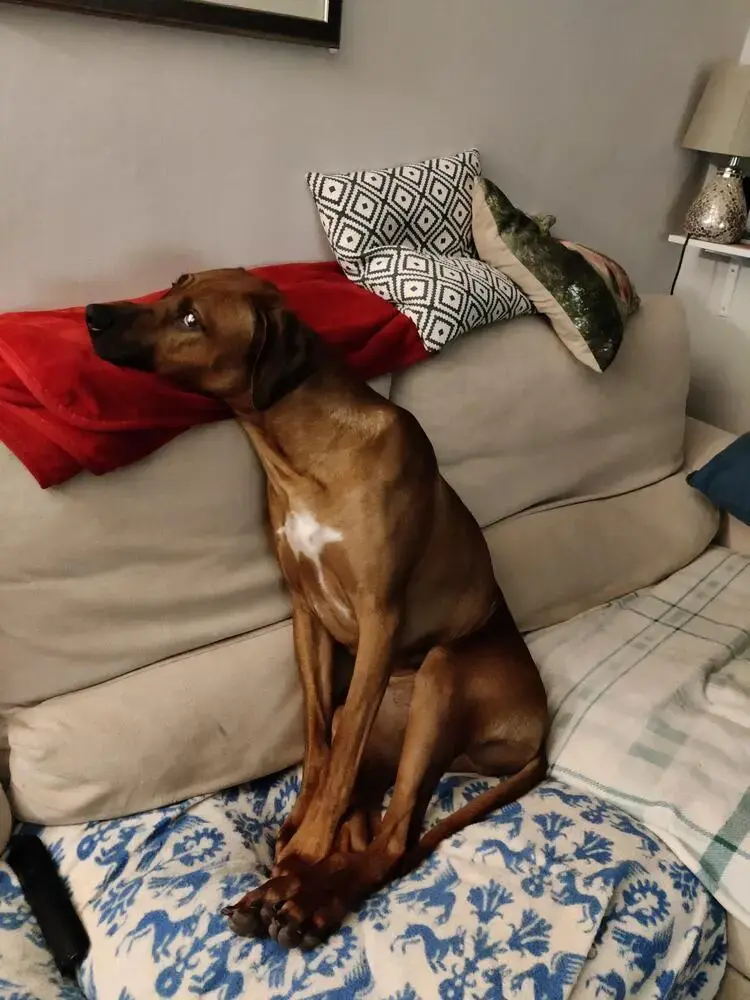 Rhodesian Ridgeback