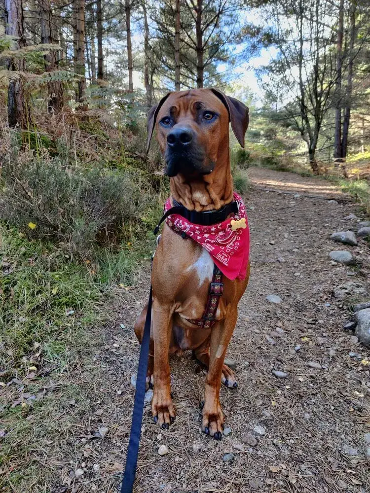 Rhodesian Ridgeback