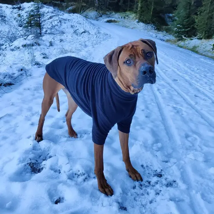 Rhodesian Ridgeback