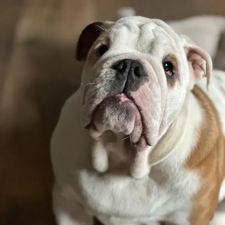 Bulldog