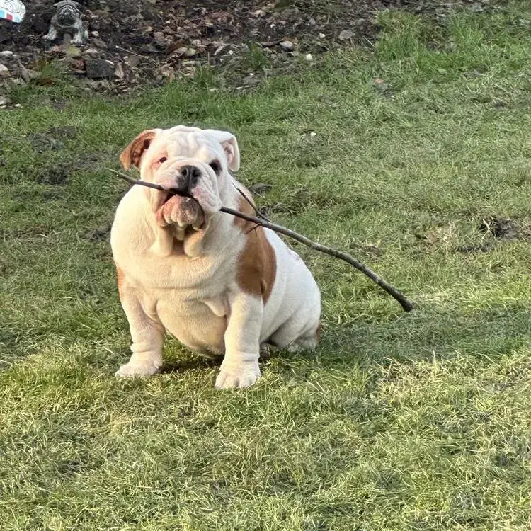 Bulldog