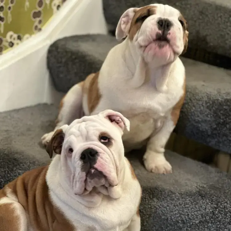 Bulldog