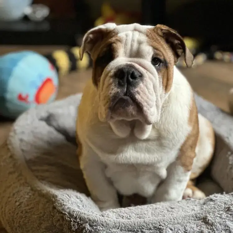 Bulldog