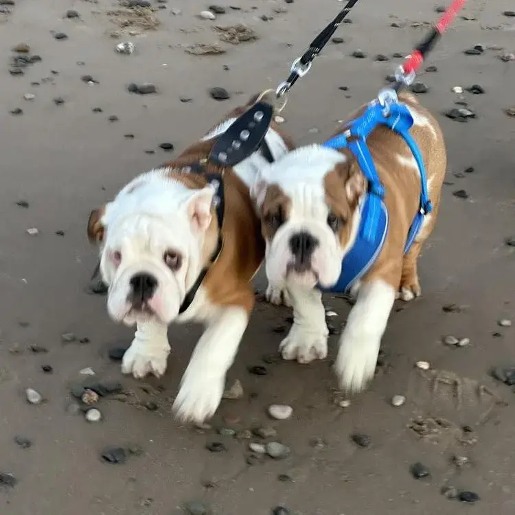Bulldog