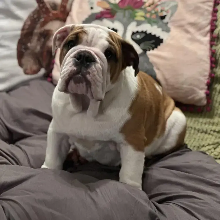 Bulldog