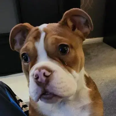 Bulldog