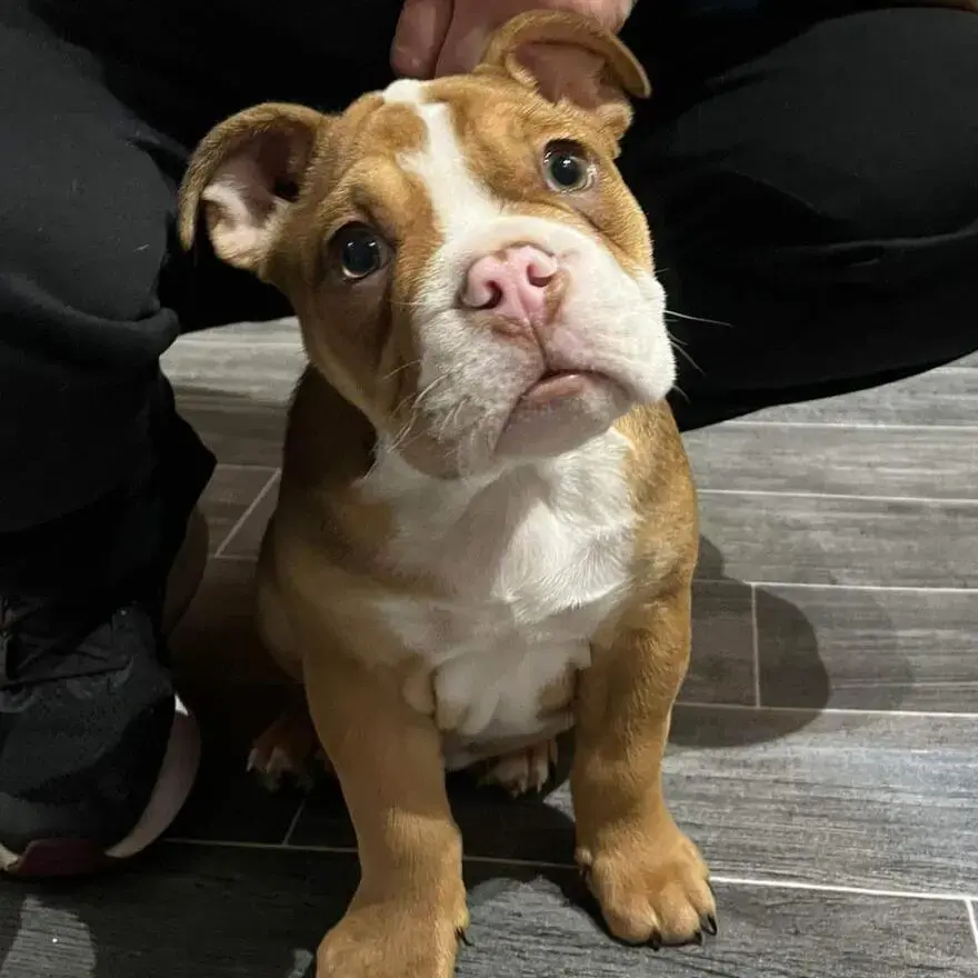 Bulldog