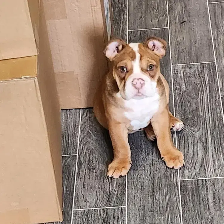 Bulldog
