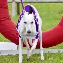 Whippet
