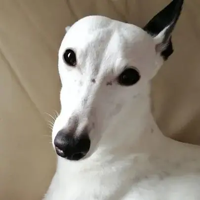 Whippet