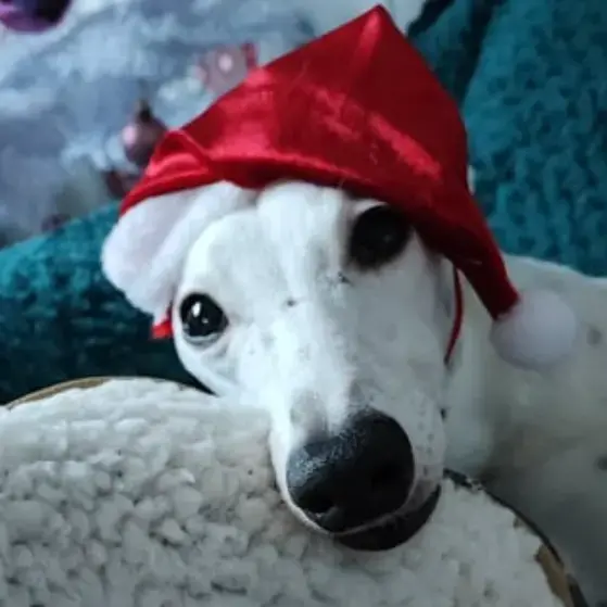 Whippet