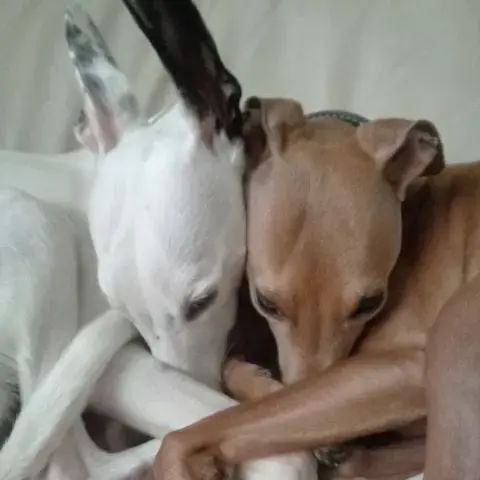 Whippet