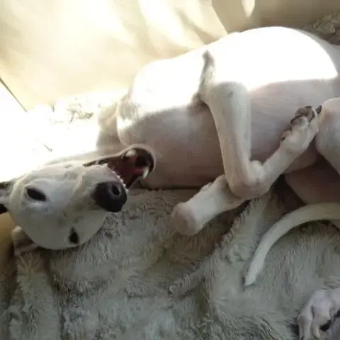 Whippet