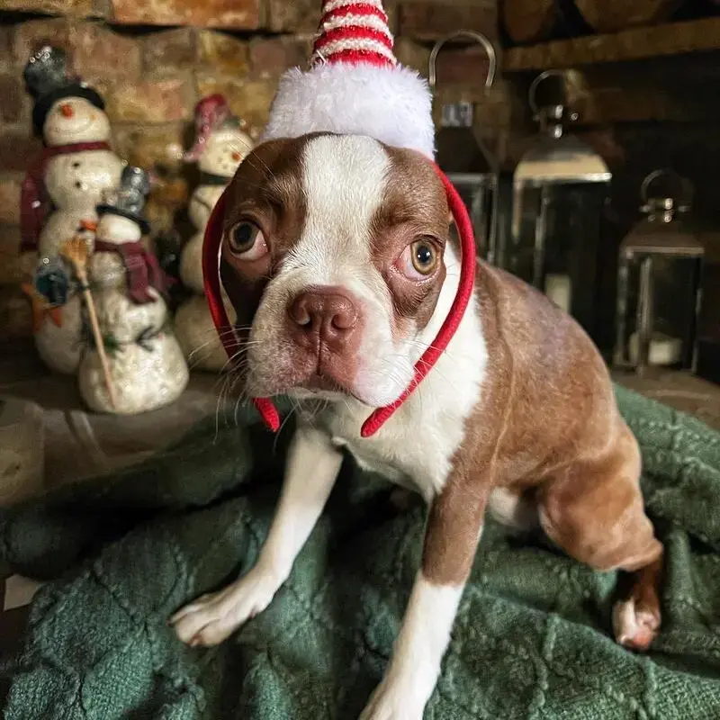 Boston Terrier