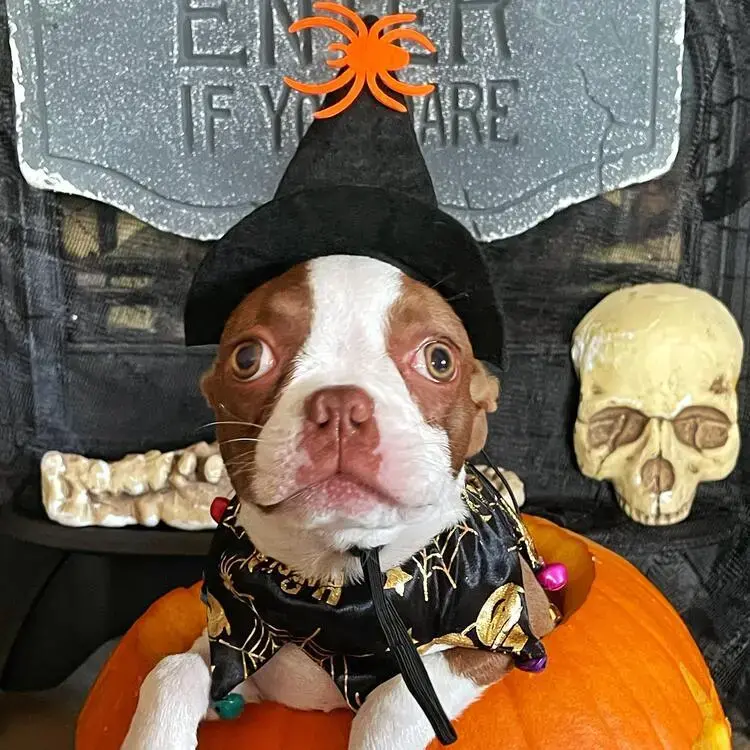 Boston Terrier