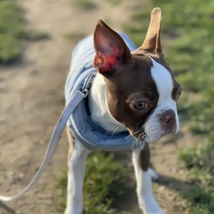 Boston Terrier