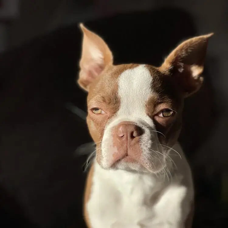 Boston Terrier