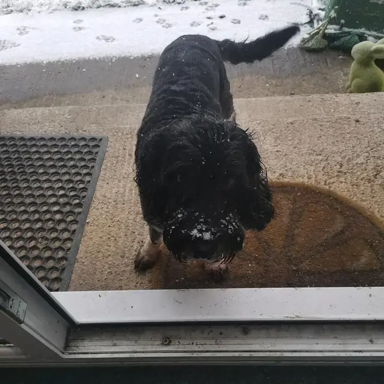 Cockapoo