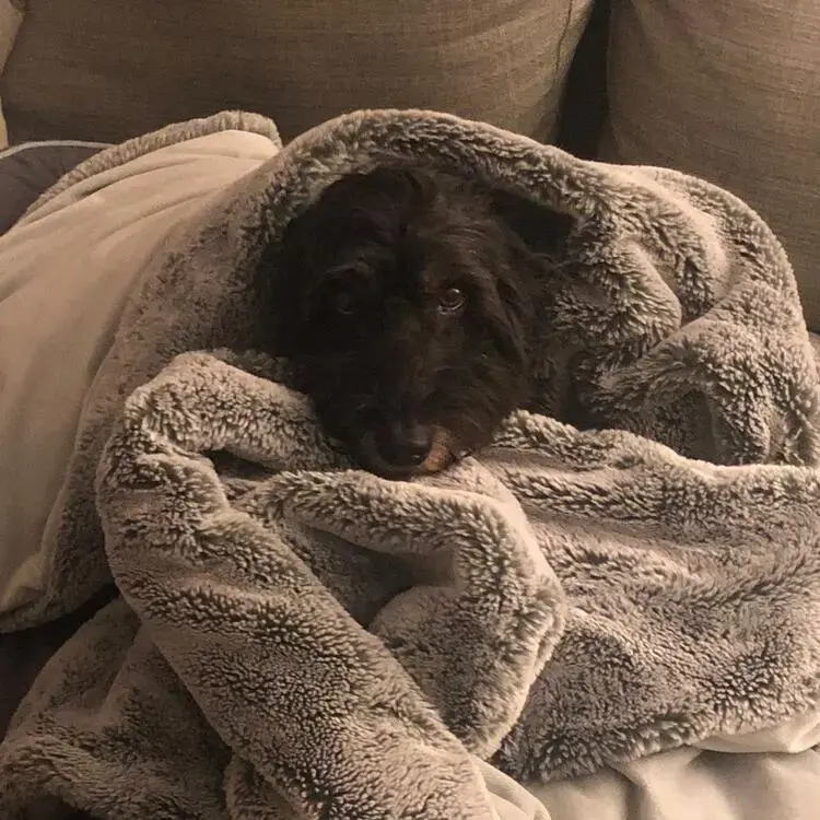 Cockapoo