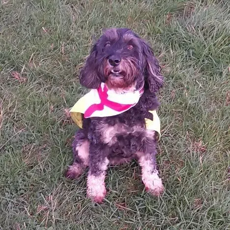 Cockapoo