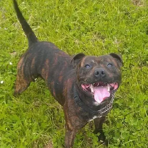 Staffordshire Bull Terrier