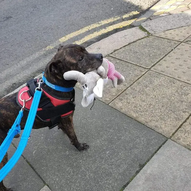 Staffordshire Bull Terrier