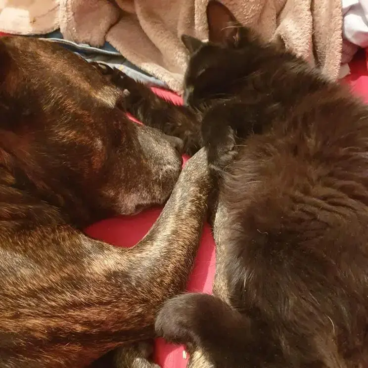 Staffordshire Bull Terrier