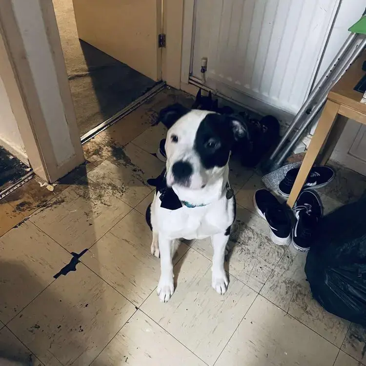 Staffordshire Bull Terrier