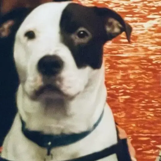 Staffordshire Bull Terrier