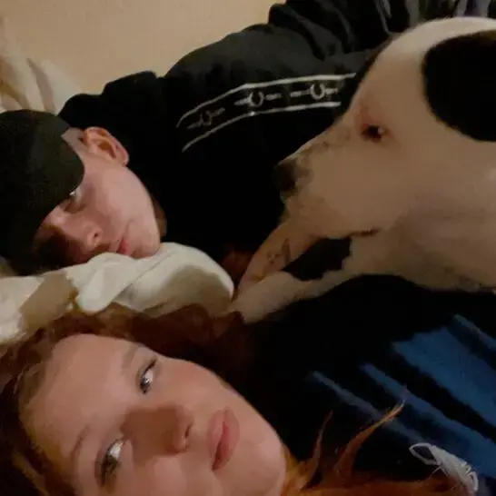 Staffordshire Bull Terrier