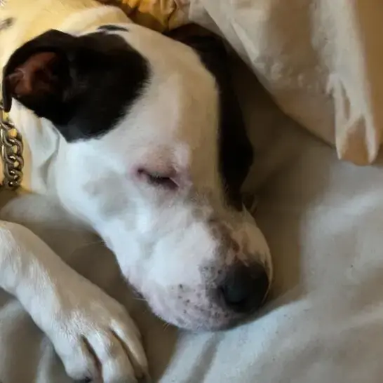 Staffordshire Bull Terrier