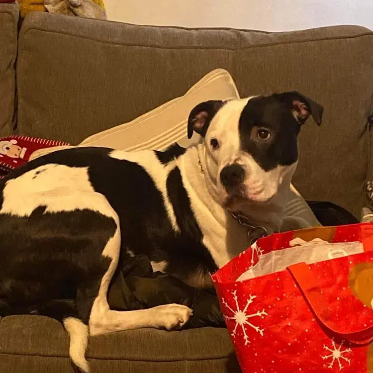 Staffordshire Bull Terrier