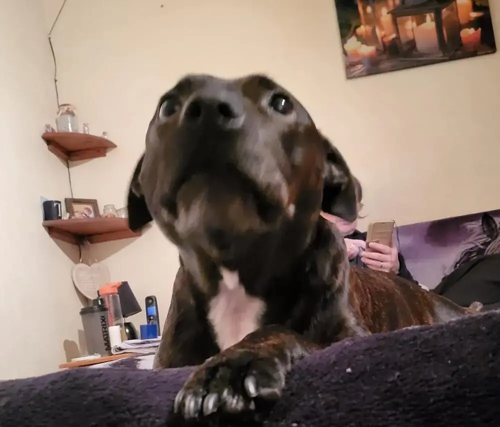 Staffordshire Bull Terrier