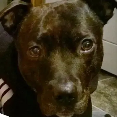 Staffordshire Bull Terrier