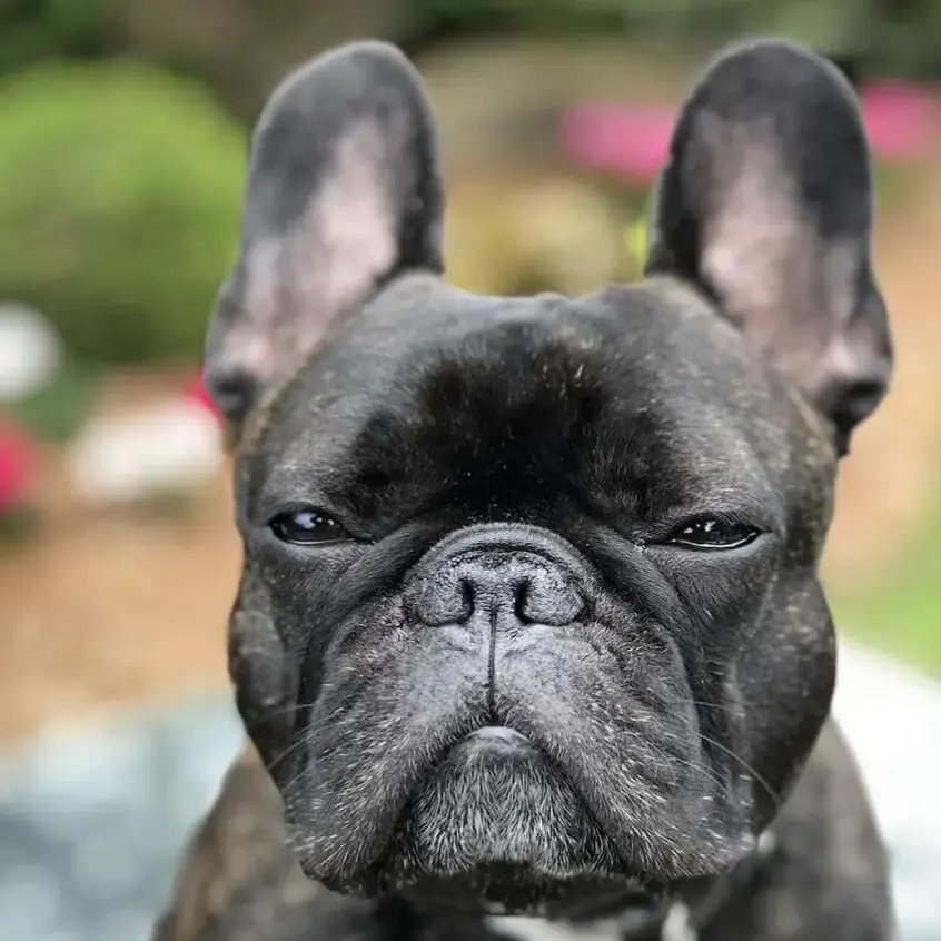 French Bulldog
